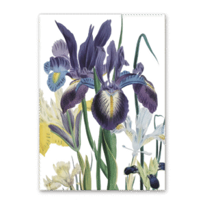 Postcard The Ladies Flower Garden