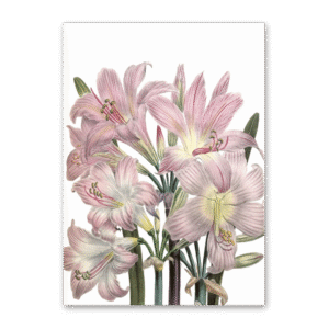 Postcard The Ladies Flower Garden