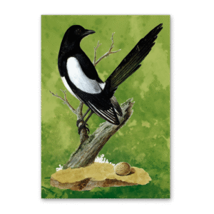 Postcard Vögel Mitteleuropas, Johann Friedrich Naumann