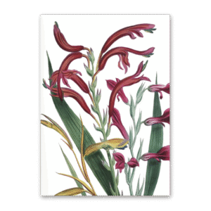 Postcard The Ladies Flower Garden