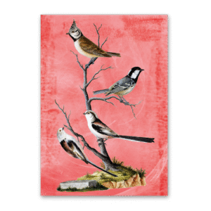 Postcard Vögel Mitteleuropas, Johann Friedrich Naumann