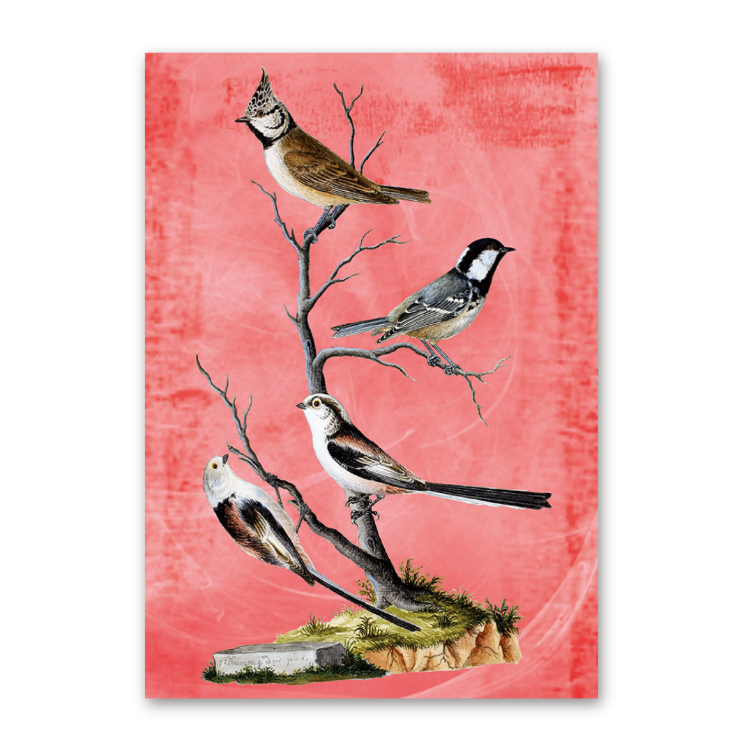 Postcard Vögel Mitteleuropas, Johann Friedrich Naumann