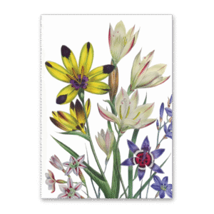 Postcard The Ladies Flower Garden