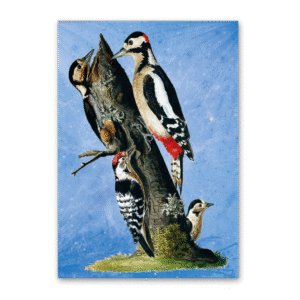 Postcard Vögel Mitteleuropas, Johann Friedrich Naumann