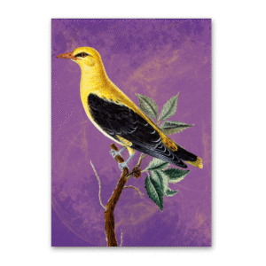 Postcard Vögel Mitteleuropas, Johann Friedrich Naumann