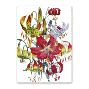 Postcard The Ladies Flower Garden