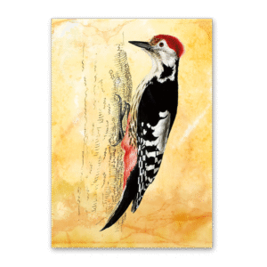 Postcard Vögel Mitteleuropas, Johann Friedrich Naumann