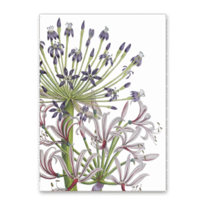 Postcard The Ladies Flower Garden