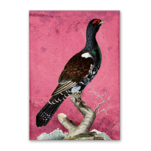 Postcard Vögel Mitteleuropas, Johann Friedrich Naumann