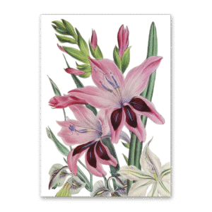 Postcard The Ladies Flower Garden