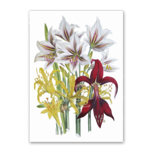 Postcard The Ladies Flower Garden