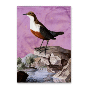 Postcard Vögel Mitteleuropas, Johann Friedrich Naumann