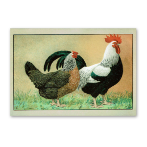 Postcard The most beautiful chicken breeds