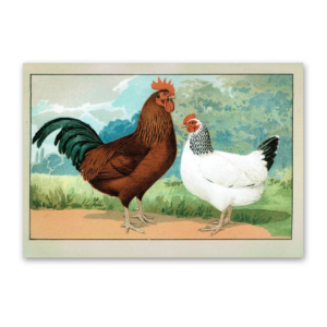 Postcard The most beautiful chicken breeds