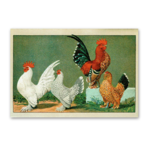 Postcard The most beautiful chicken breeds