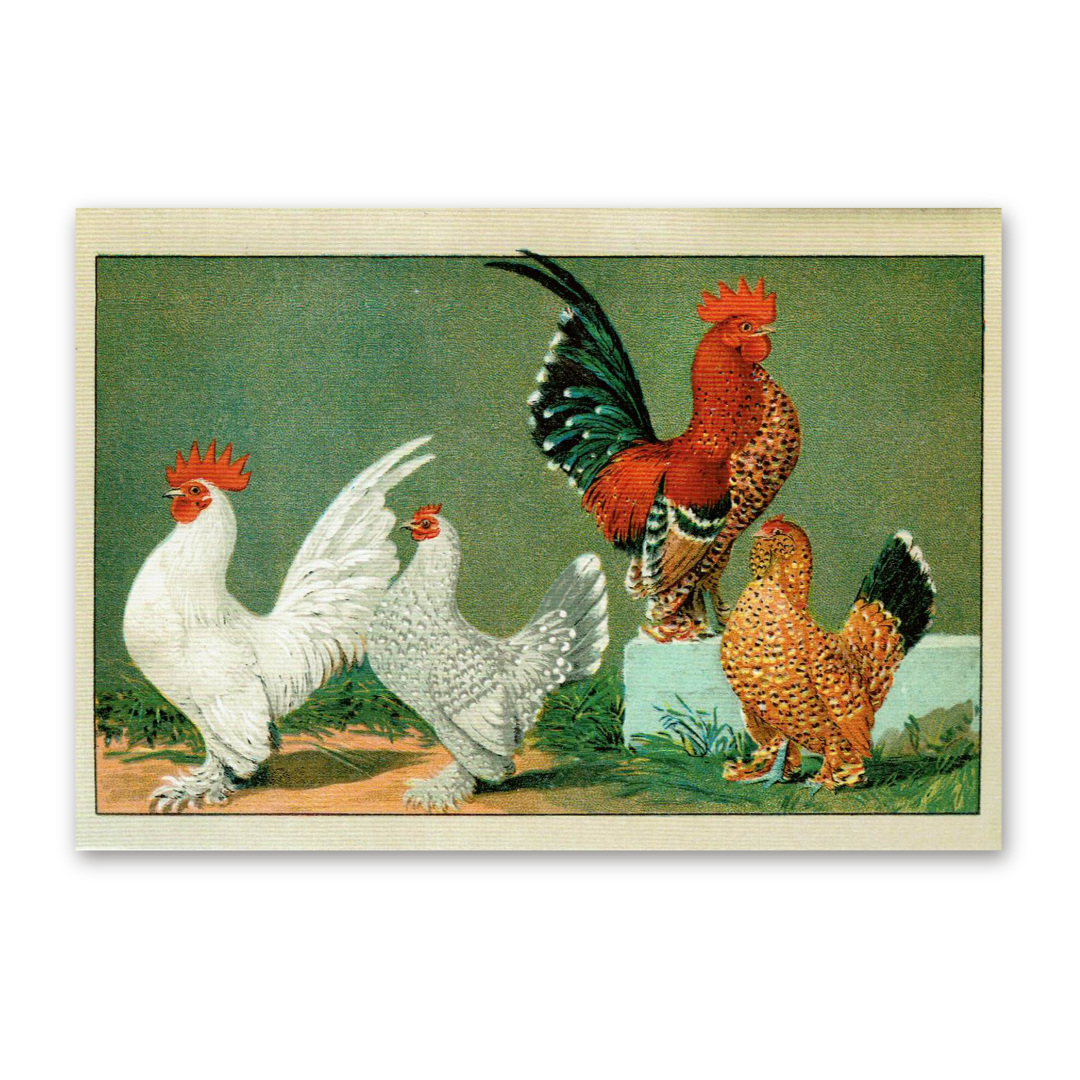 Postcard The most beautiful chicken breeds