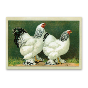 Postcard The most beautiful chicken breeds