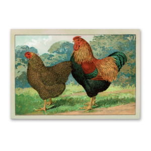 Postcard The most beautiful chicken breeds