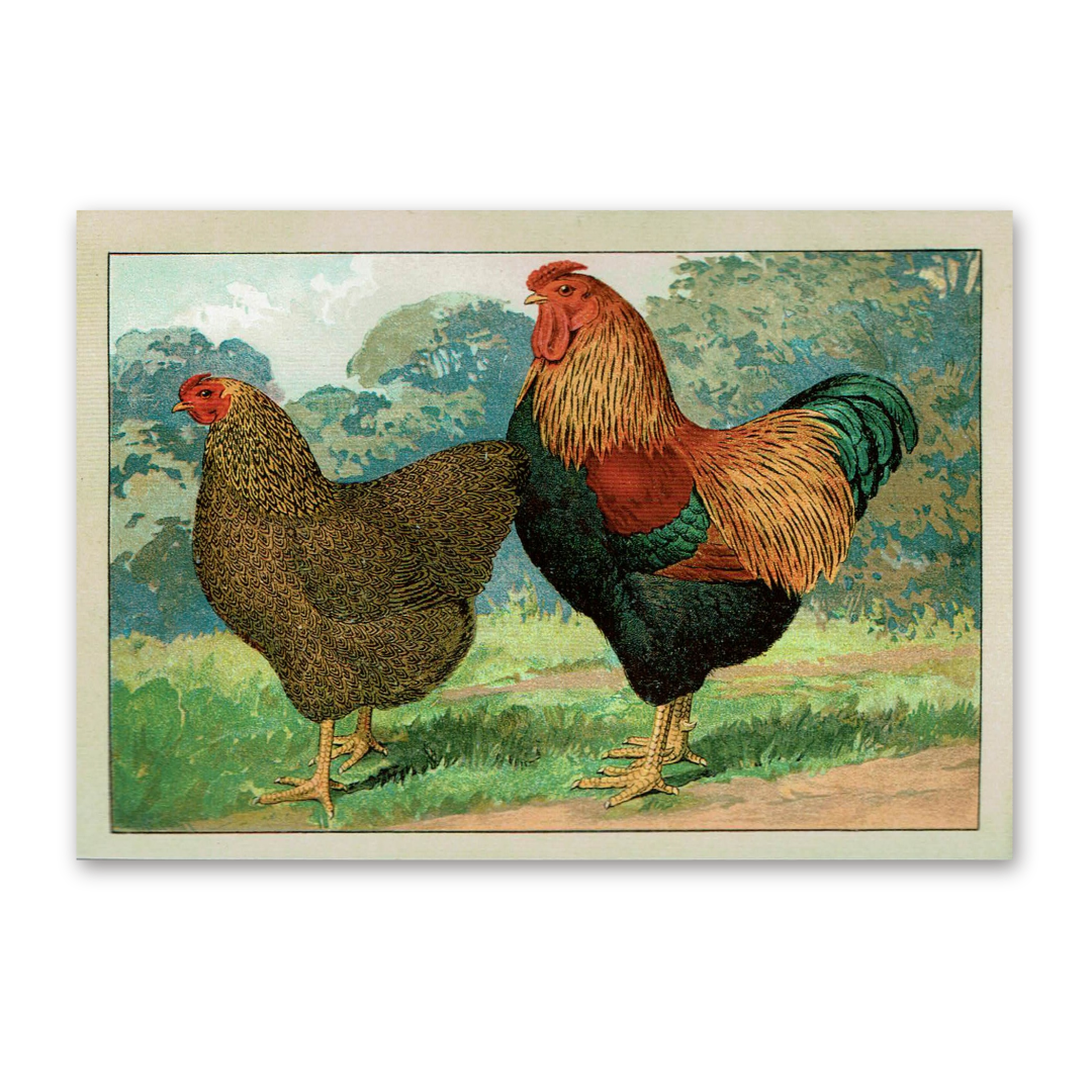 Postcard The most beautiful chicken breeds