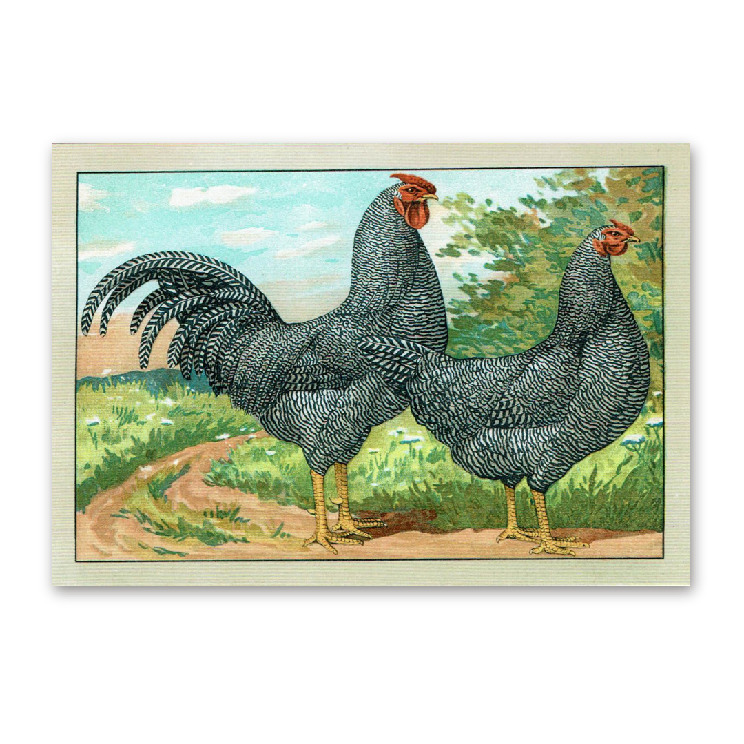 Postcard The most beautiful chicken breeds