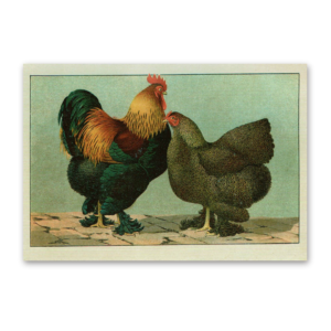 Postcard The most beautiful chicken breeds