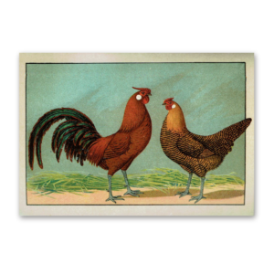 Postcard, The most beautiful chicken breeds
