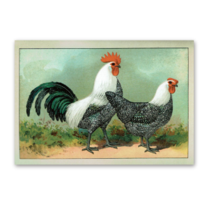 Postcard The most beautiful chicken breeds