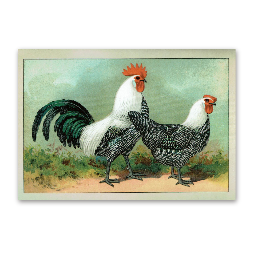 Postcard The most beautiful chicken breeds