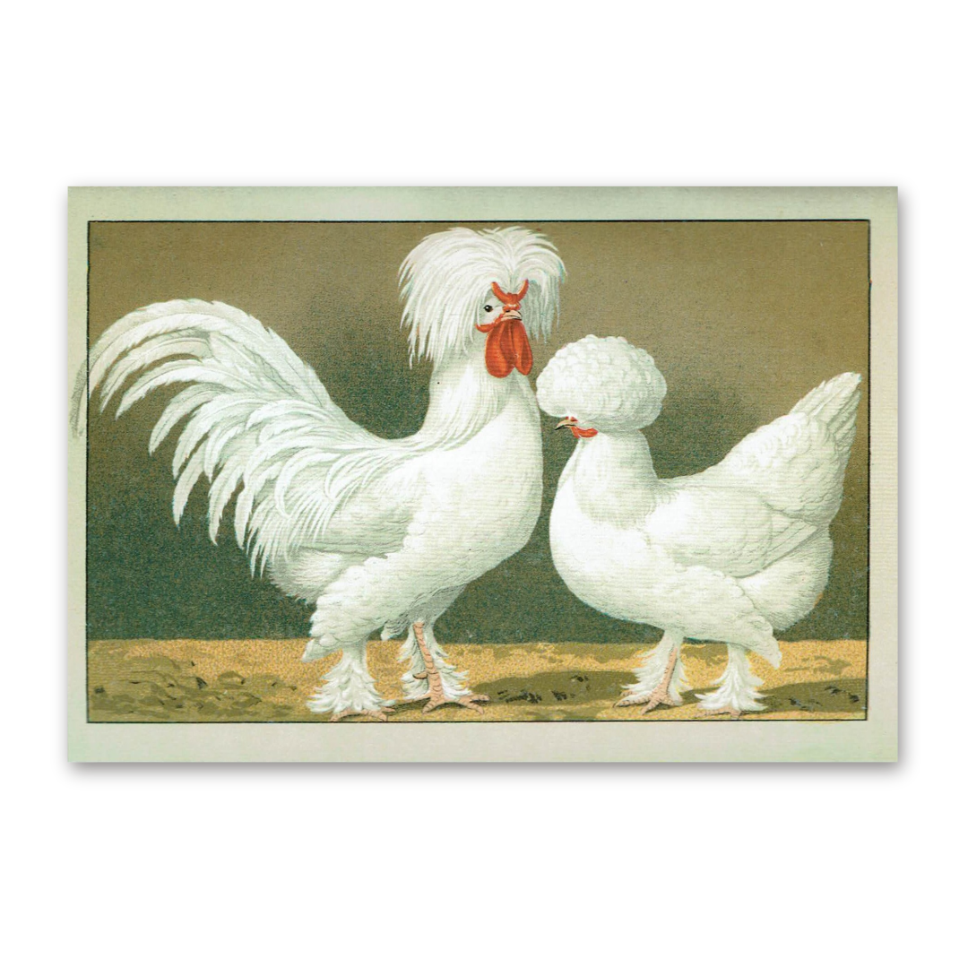 Postcard The most beautiful chicken breeds