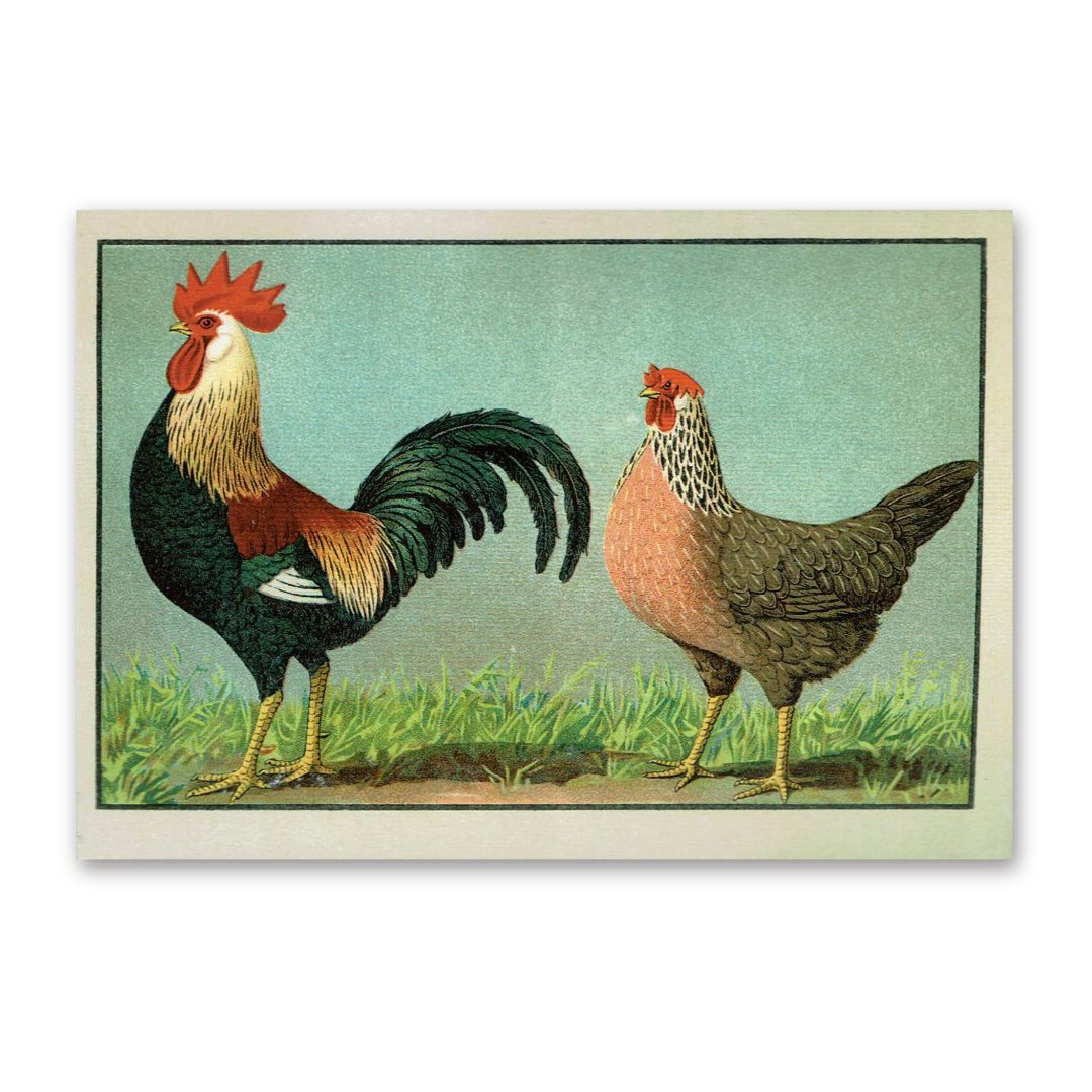 Postcard The most beautiful chicken breeds