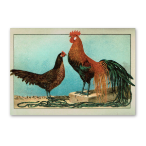 Postcard The most beautiful chicken breeds