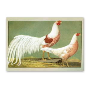 Postcard The most beautiful chicken breeds