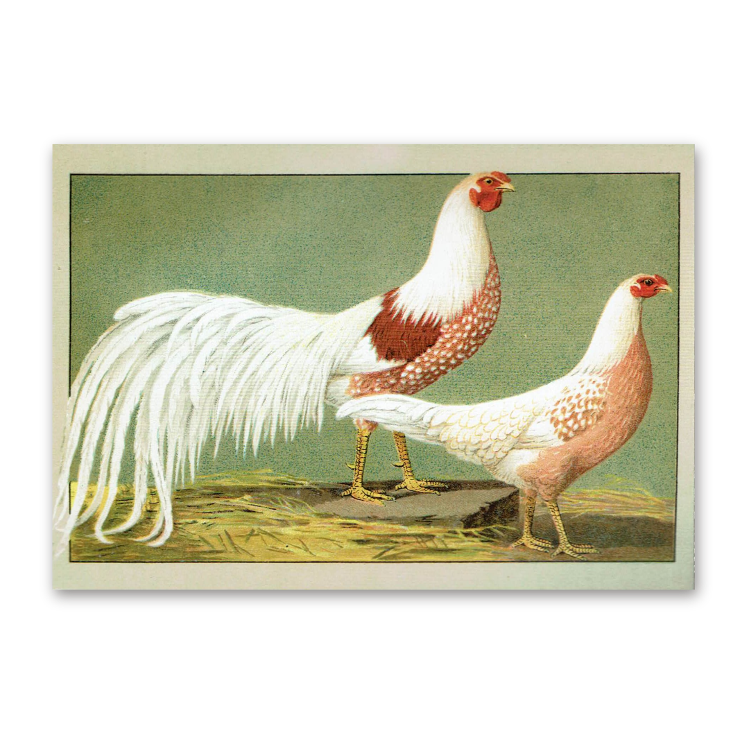 Postcard The most beautiful chicken breeds