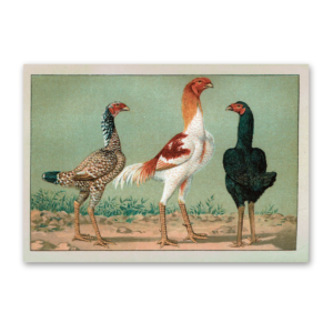 Postcard The most beautiful chicken breeds