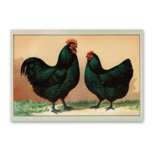 Postcard The most beautiful chicken breeds