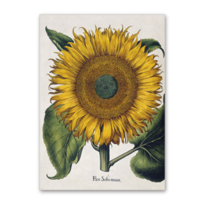 Postcard Sonnenblume, Garten von Eichstätt