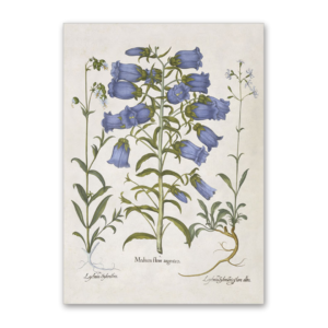 Postcard Marien-Glockenblume, Garten von Eichstätt