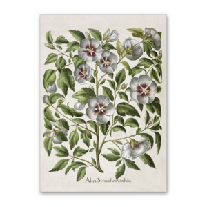 Postcard Hibiskus, Garten von Eichstätt