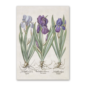 Postcard Iris, Garten von Eichstätt