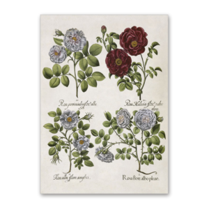 Postcard Weiße und Rote Rose