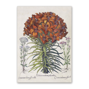 Postcard Lilie und Tausendgüldenkraut, Garten von Eichstätt