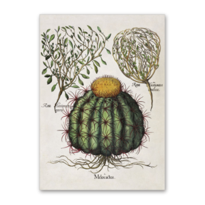 Postcard Melocactus, Rosa, Rosa von Jericho, Garten von Eichstätt