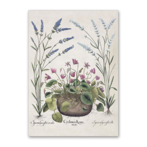 Postcard Alpenveilchen und Lavendel, Garten von Eichstätt