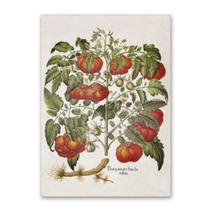 Postcard Tomate, Garten von Eichstätt