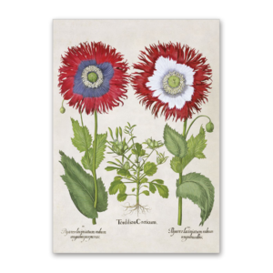 Postcard Dekorative Mohnblumen, Garten von Eichstätt