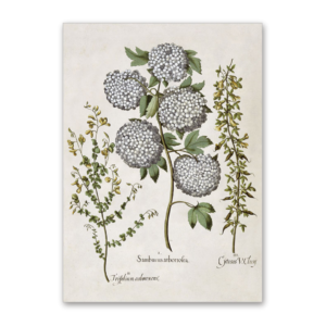 Postcard Holunder, Waldlilien und Geißklee, Garten von Eichstätt