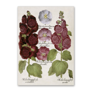 Postcard Malva, Garten von Eichstätt