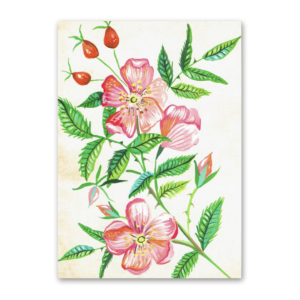 Postcard Wildflower Picnic, Katie Daisy