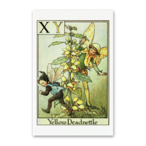 Postcard Flower Fairies, Cicely Mary Barker