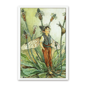 Postcard Flower Fairies, Cicely Mary Barker